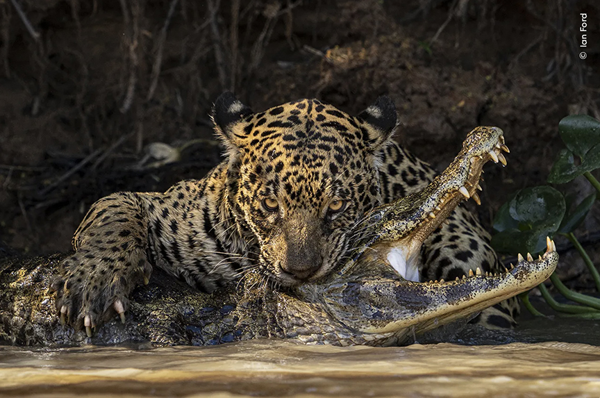 un jaguar mordille un caïmen